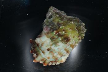 Media type: image;   Malacology 393714 Description: live specimen;